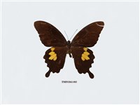 藏品(大白紋鳳蝶)的圖片